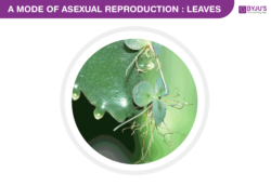 asexual reproduction in leaves