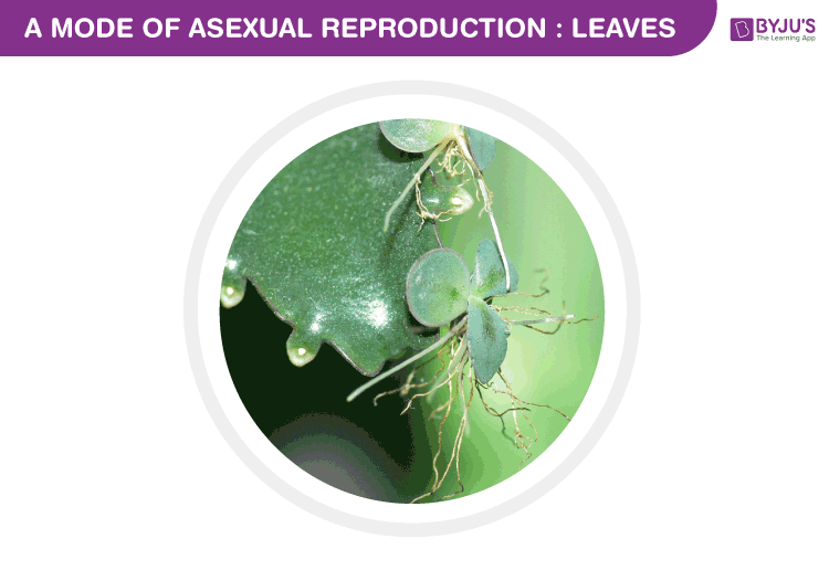 Asexual reproduction in leaves