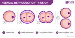 define binary fission and generation time