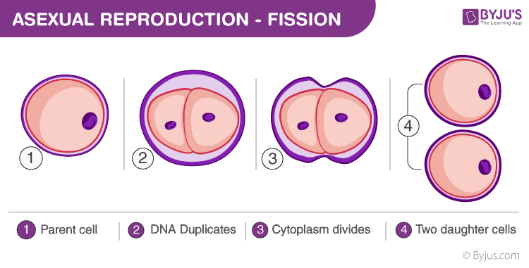 binary fission definition simple