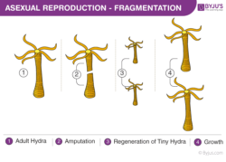 fragmentation