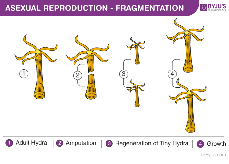 Asexual reproduction - Fragmentation