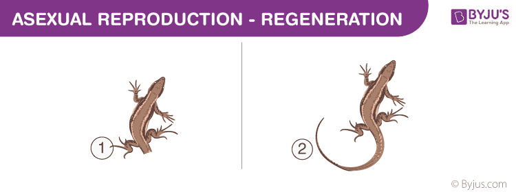 Asexual Reproduction - Regeneration width=