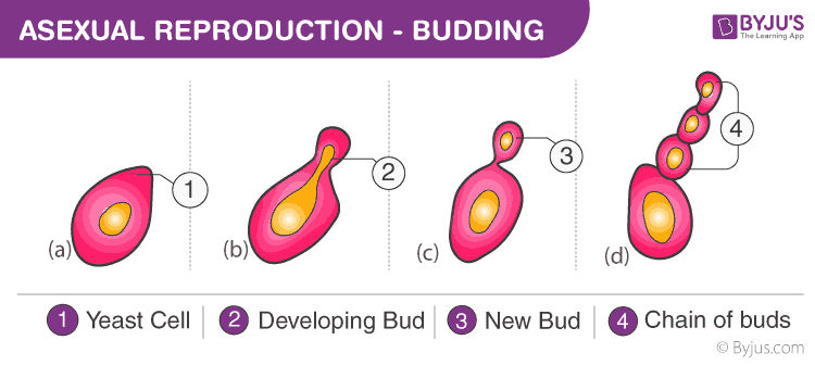 vegetative reproduction diagram