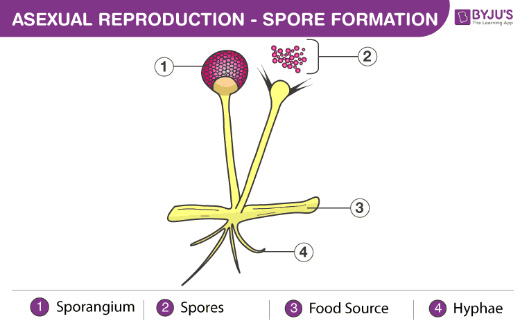 Types Of Asexual Reproduction Biology Project Reproduction - Riset