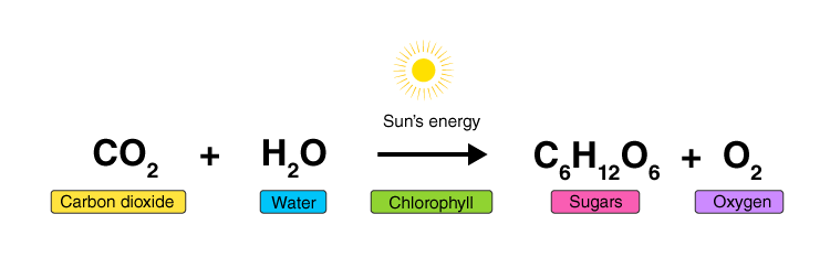 Autotrophic Nutrition 