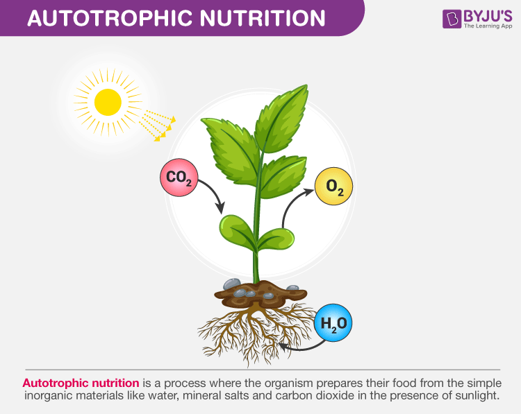 Autotrophic Nutrition -Types and Autotroph Examples