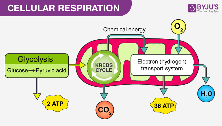 Cellular Respiration Respiration Anabolism And Catabolism