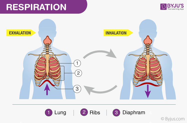 external respiration in humans