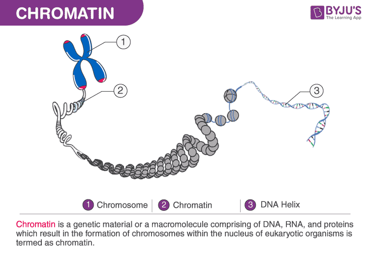 Chromatin In A Cell Model