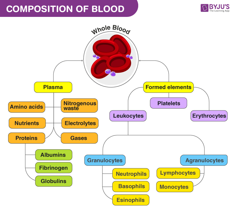 Composition Of Blood 