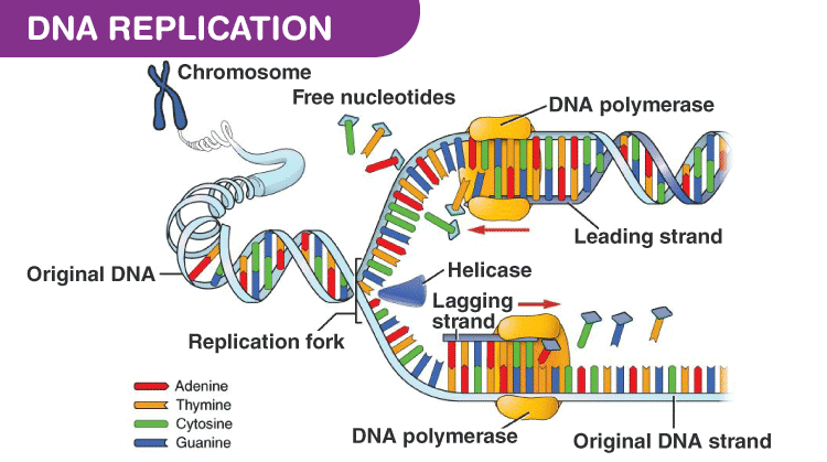 do rna primase go on each okazaki fragment