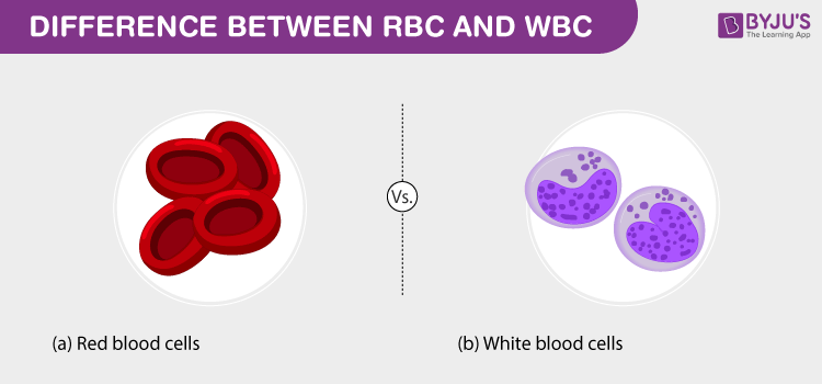 red blood cells and white blood cells