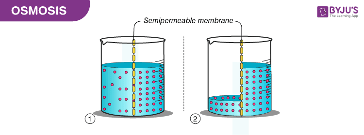 What factors affect the diffusion of water through a membrane by osmosis