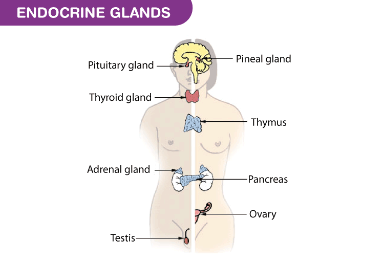 Endocrine Hormone Function Chart