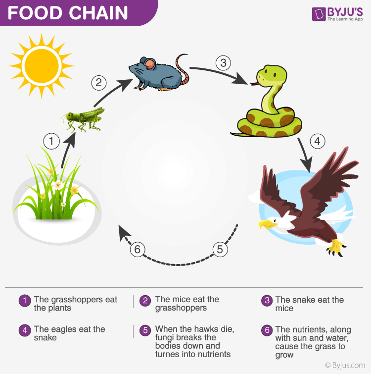 Energy Flow in Ecosystem- Food Chain,Food Web and Energy Pyramids