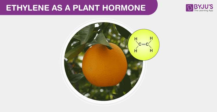 ethylene plant hormone