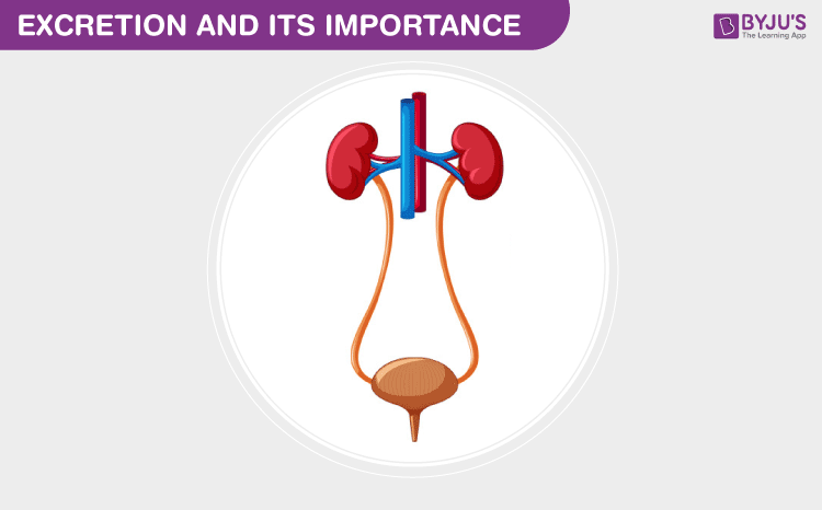 Excretion And Its Importance | Why is it important and how does it happen