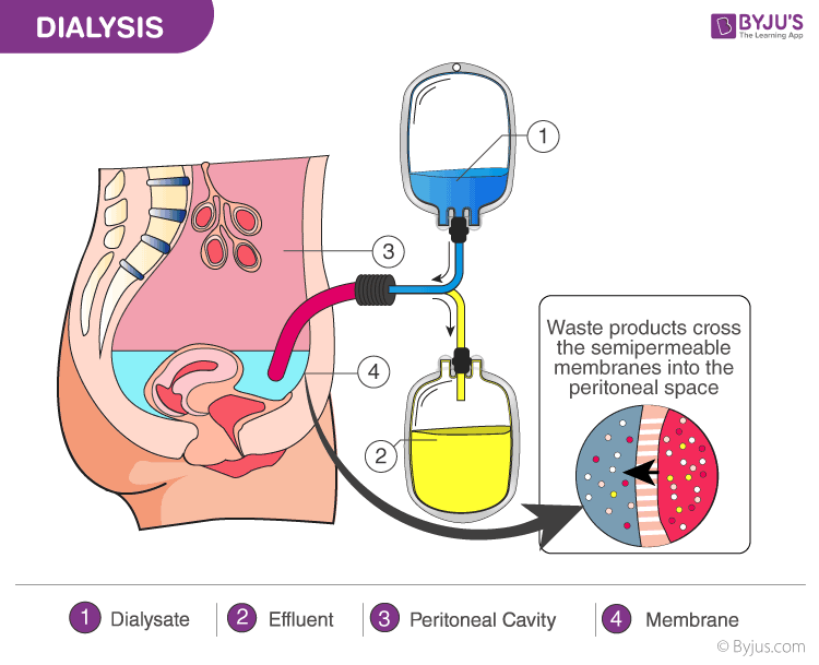 excretory system model project