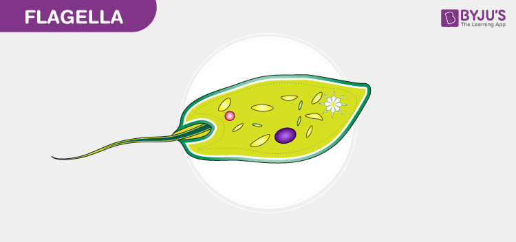 Flagella Structure Types And Function Of Flagella