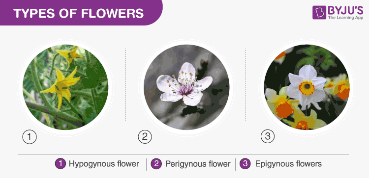 Types of Flowers