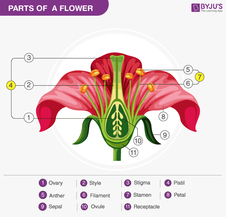 Flower Morphology Different Parts of Flowers And Their Functions