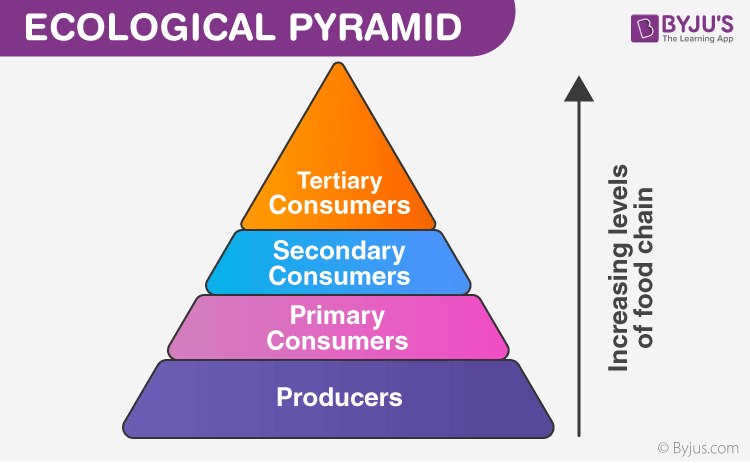 Ecosystem Pyramid Chart