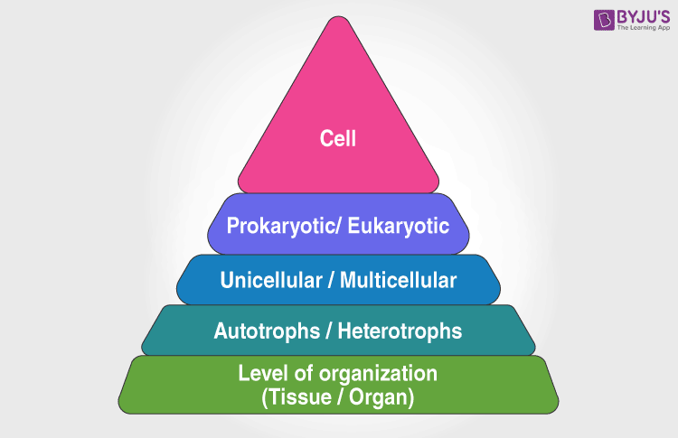 Hierarchy of Classification