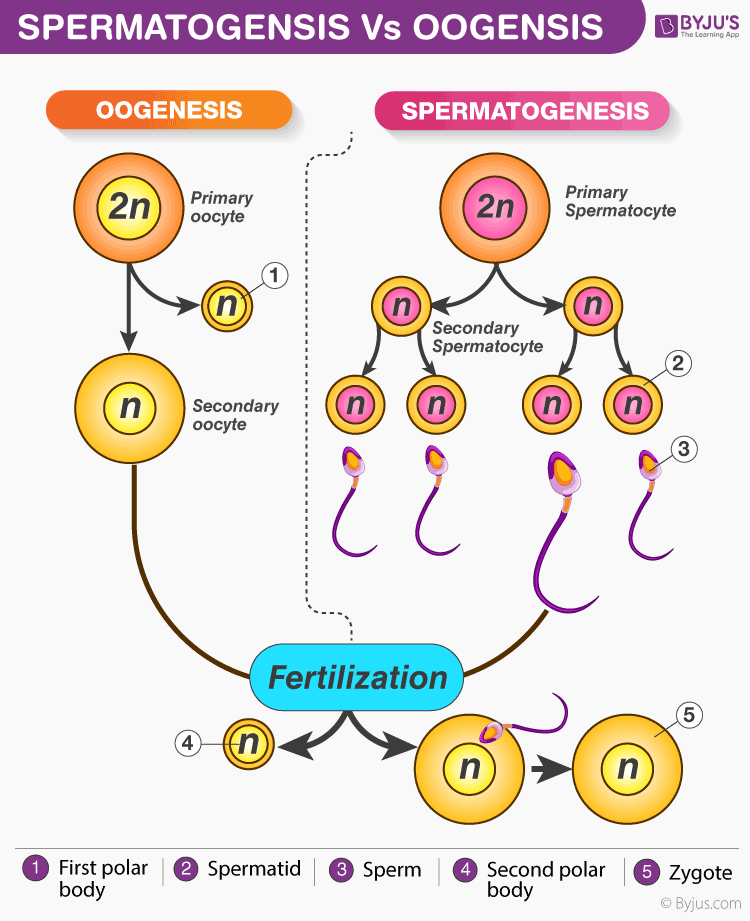 Flow Chart Of Spermatogenesis - Gametogenesis Spermatogenesis Oogenesis ...