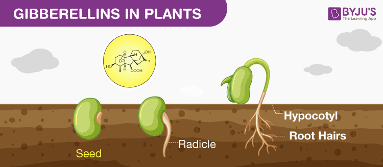 gibberellins in plants