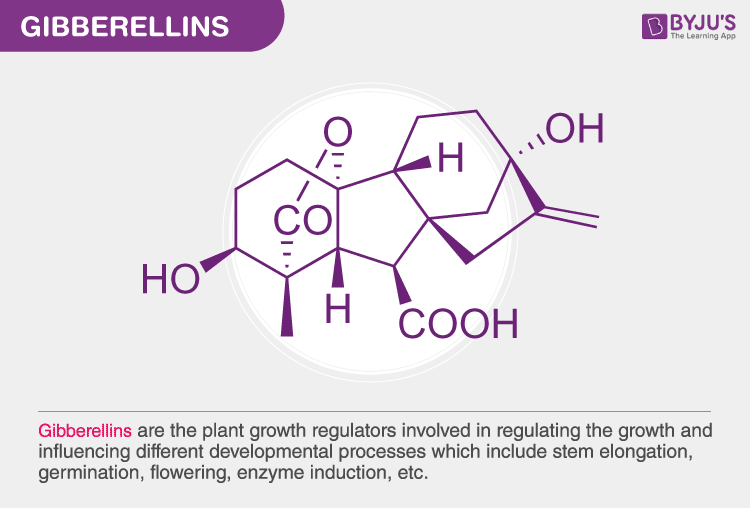 gibberellins structure