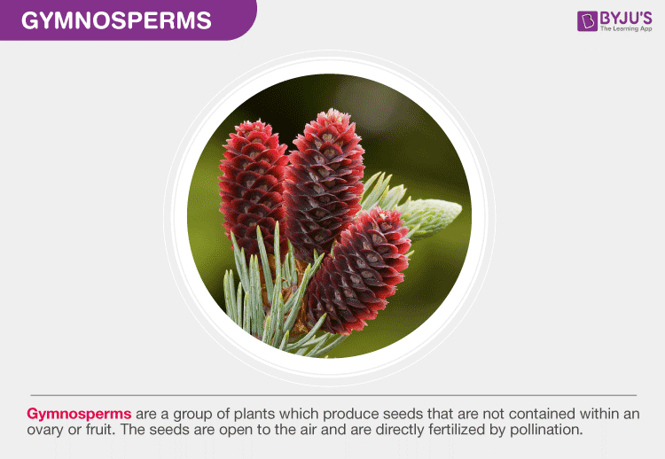 What are Gymnosperms? - Characteristics And Classification Of Gymnosperms