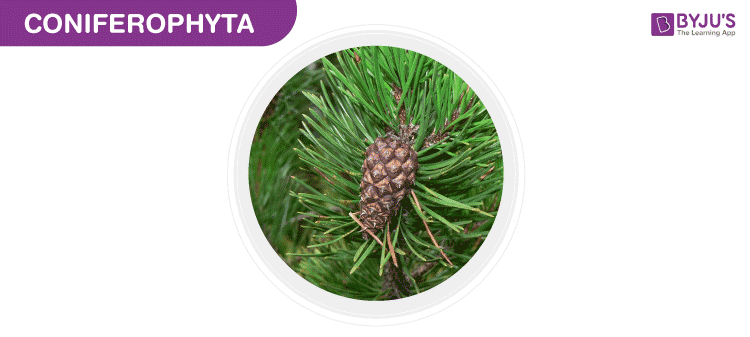 Coniferophyta