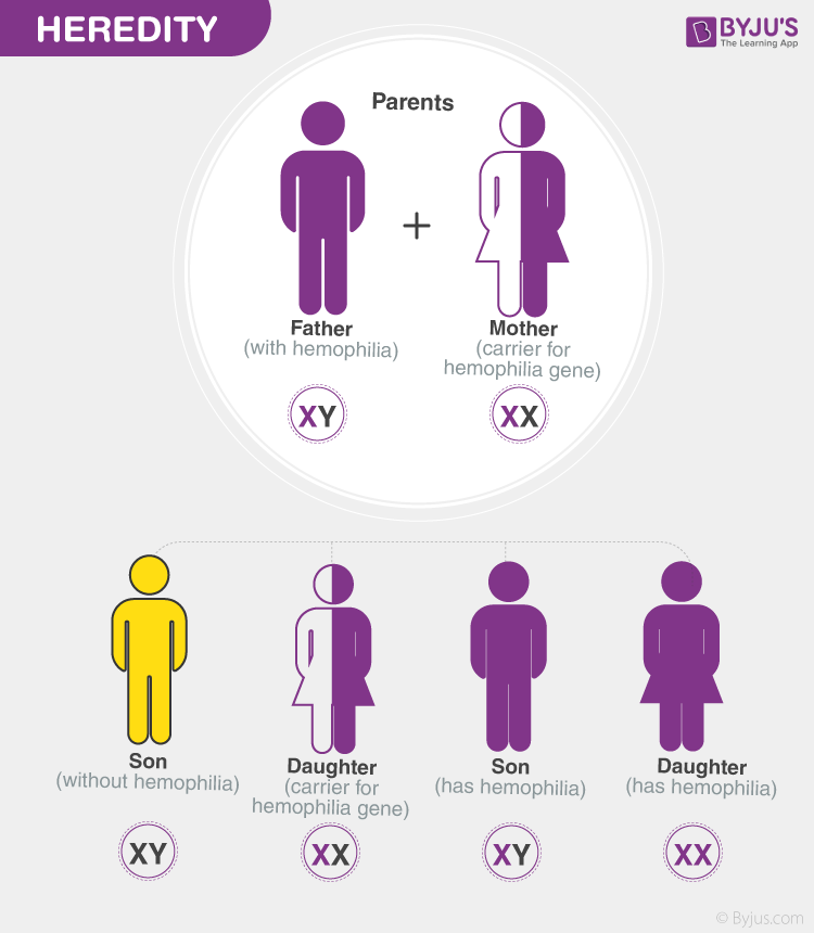 heredity-information-about-heredity-its-process-and-inheritance