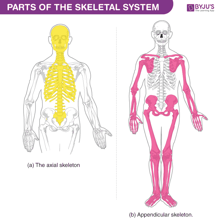 Human Skeleton Diagram Posterior View