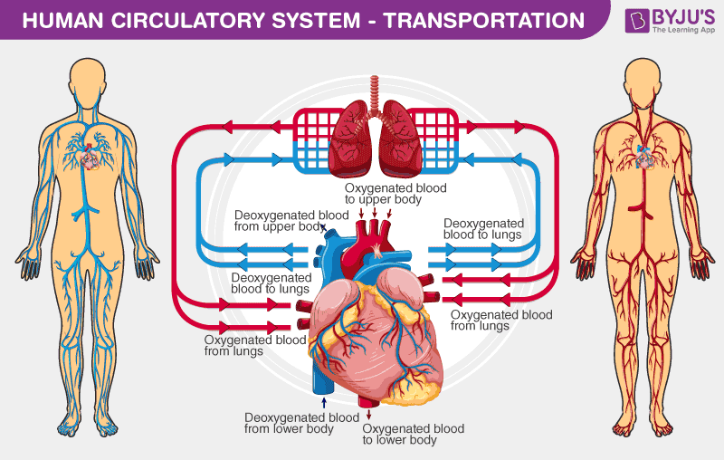 Circulatory System Chart