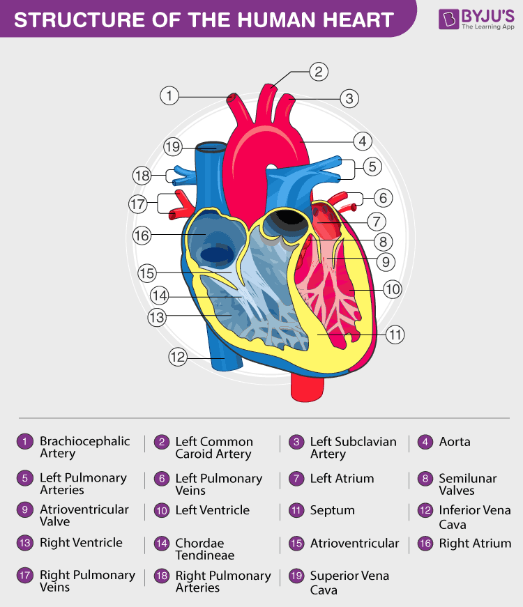 Human Heart - Anatomy, Functions and Facts about Heart