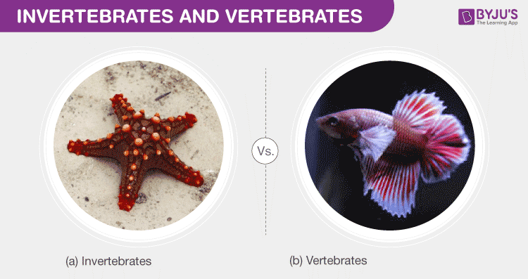 Exploring the Fascinating World of Animals: How Invertebrates Differ from Vertebrates