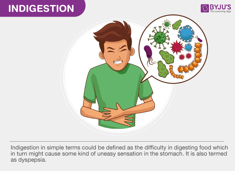 stomach definition