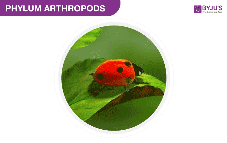 Phylum Arthropods