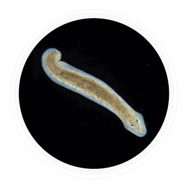 kingdom Animalia Platyhelminthes