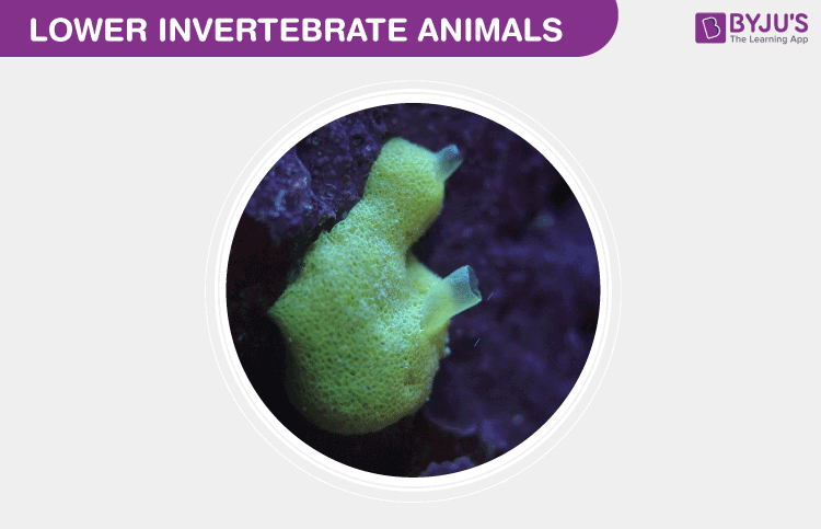 lower invertebrate