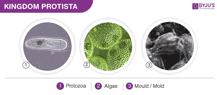 protista examples with scientific names