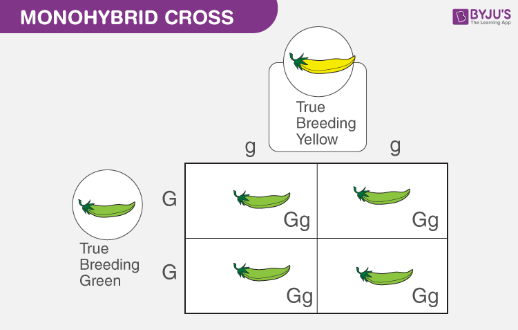 law of segregation diagram