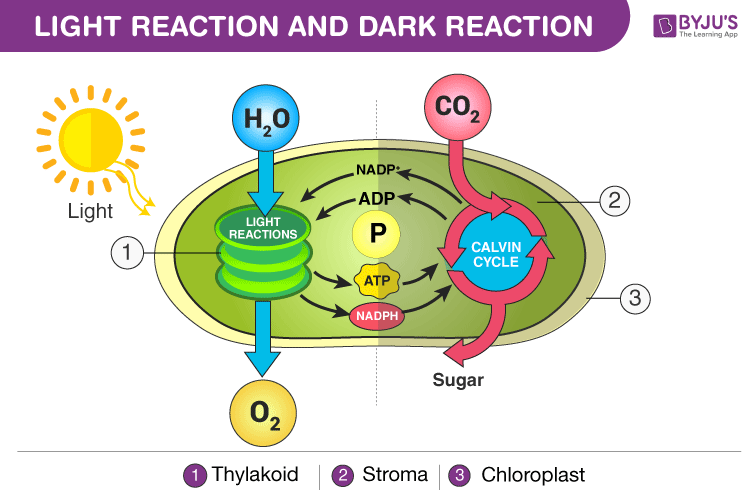 thylakoid definition