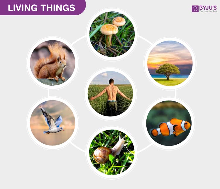 The Characteristics of Living Things