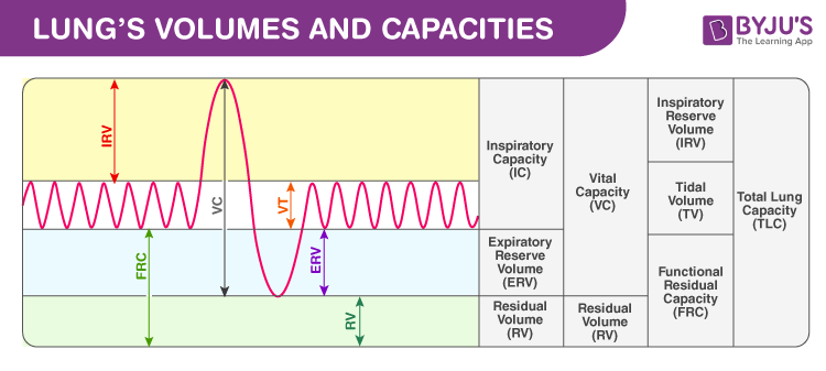 Lung Volumes and Capacities