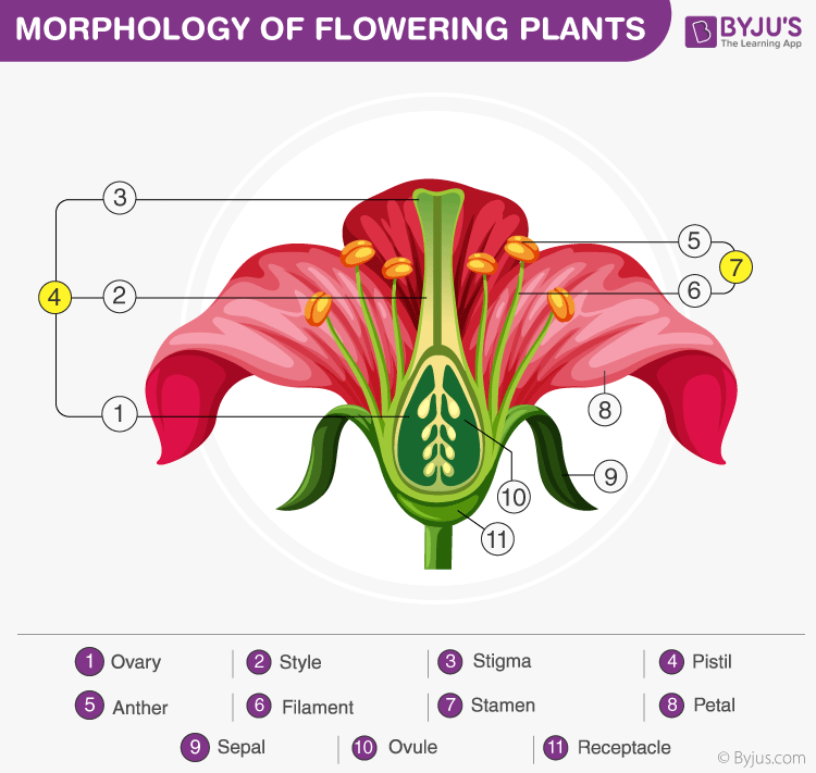 Sexual Reproduction In Flowering Plants For Class 12 Chapter 2 Biology Notes 