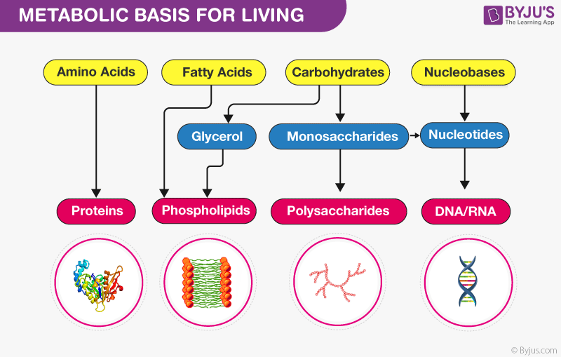 Metabolic Basis For Living