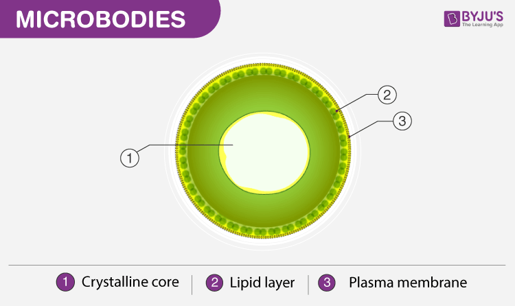 Microbodies - Structure and Functions of Microbodies in a Cell